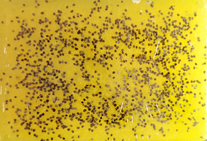 Lemon Poppy Seed Soap Bar 3 pack