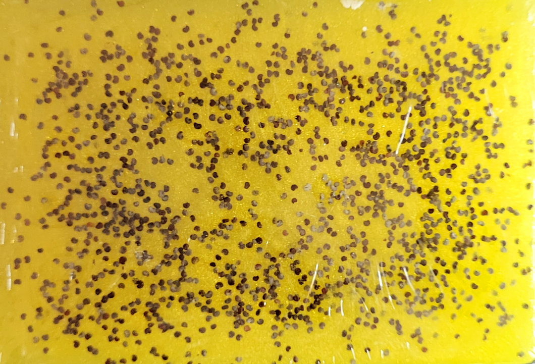 Lemon Poppy Seed Soap Bar 3 pack